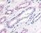 Phosphodiesterase 2A antibody, 48-327, ProSci, Immunohistochemistry frozen image 