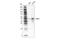 GATA Binding Protein 3 antibody, 45905S, Cell Signaling Technology, Western Blot image 