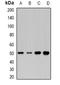 Trefoil Factor 1 antibody, orb388689, Biorbyt, Western Blot image 