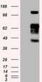 Sialic Acid Binding Ig Like Lectin 9 antibody, TA500382, Origene, Western Blot image 