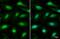 MutS Homolog 3 antibody, NBP2-19417, Novus Biologicals, Immunofluorescence image 
