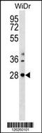 THAP Domain Containing 10 antibody, 59-803, ProSci, Western Blot image 