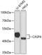 Caspase 4 antibody, 22-267, ProSci, Western Blot image 