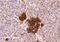 Cholecystokinin A Receptor antibody, GTX89386, GeneTex, Immunohistochemistry paraffin image 