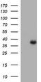 Arginase 2 antibody, CF506752, Origene, Western Blot image 