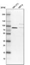Large 60S Subunit Nuclear Export GTPase 1 antibody, PA5-58069, Invitrogen Antibodies, Western Blot image 