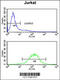 Complement C1q subcomponent subunit B antibody, 63-691, ProSci, Flow Cytometry image 