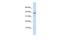 Pancreatic secretory trypsin inhibitor antibody, PA5-40796, Invitrogen Antibodies, Western Blot image 