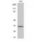 Olfactory Receptor Family 1 Subfamily S Member 1 (Gene/Pseudogene) antibody, LS-C385060, Lifespan Biosciences, Western Blot image 