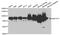 NADH-ubiquinone oxidoreductase 75 kDa subunit, mitochondrial antibody, A2592, ABclonal Technology, Western Blot image 