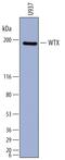 APC Membrane Recruitment Protein 1 antibody, MA5-24343, Invitrogen Antibodies, Western Blot image 