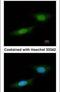 Nemo Like Kinase antibody, PA5-21877, Invitrogen Antibodies, Immunofluorescence image 