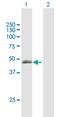 Tolloid Like 1 antibody, H00007092-B01P, Novus Biologicals, Western Blot image 