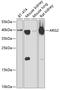 Arginase 2 antibody, 22-152, ProSci, Western Blot image 