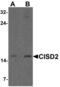 CDGSH Iron Sulfur Domain 2 antibody, LS-B10097, Lifespan Biosciences, Western Blot image 