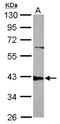 Protein Phosphatase 2 Phosphatase Activator antibody, NBP2-19909, Novus Biologicals, Western Blot image 