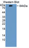 Cholinergic Receptor Nicotinic Alpha 7 Subunit antibody, LS-C372937, Lifespan Biosciences, Western Blot image 