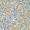 Phosphoglycerate Kinase 1 antibody, 15-337, ProSci, Immunohistochemistry frozen image 