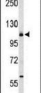 Integrin Subunit Alpha 6 antibody, PA5-26262, Invitrogen Antibodies, Western Blot image 