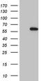 GluRS antibody, TA810468, Origene, Western Blot image 