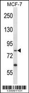 THAP Domain Containing 12 antibody, 58-044, ProSci, Western Blot image 