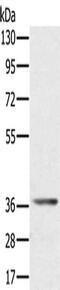 Aldo-Keto Reductase Family 1 Member C4 antibody, CSB-PA967887, Cusabio, Western Blot image 