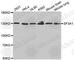 Splicing Factor 3a Subunit 1 antibody, A4399, ABclonal Technology, Western Blot image 