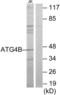 Autophagy Related 4B Cysteine Peptidase antibody, LS-C119347, Lifespan Biosciences, Western Blot image 