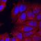 Semaphorin 3C antibody, MAB1728, R&D Systems, Immunofluorescence image 