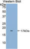 FKBP Prolyl Isomerase 1B antibody, MBS2002201, MyBioSource, Western Blot image 