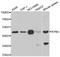 Kynureninase antibody, A6643, ABclonal Technology, Western Blot image 