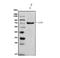 Interleukin 23 Receptor antibody, A00607-3, Boster Biological Technology, Western Blot image 