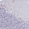 Transducin Beta Like 3 antibody, NBP1-92481, Novus Biologicals, Immunohistochemistry frozen image 