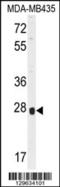 Olfactory Receptor Family 8 Subfamily B Member 4 (Gene/Pseudogene) antibody, 55-898, ProSci, Western Blot image 