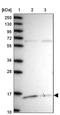 Interleukin 25 antibody, NBP2-48750, Novus Biologicals, Western Blot image 