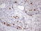 Cell Division Cycle Associated 8 antibody, LS-C794116, Lifespan Biosciences, Immunohistochemistry paraffin image 