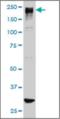 AT-Rich Interaction Domain 1B antibody, orb375506, Biorbyt, Western Blot image 