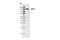 Inositol Polyphosphate-5-Phosphatase D antibody, 2726S, Cell Signaling Technology, Western Blot image 