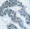 Janus Kinase 2 antibody, 79-174, ProSci, Immunohistochemistry frozen image 