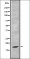 Isocitrate Dehydrogenase (NADP(+)) 2, Mitochondrial antibody, orb337357, Biorbyt, Western Blot image 