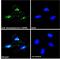 Nucleophosmin 1 antibody, GTX89581, GeneTex, Immunofluorescence image 