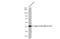 Actin Alpha Cardiac Muscle 1 antibody, GTX101876, GeneTex, Western Blot image 