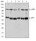 Nuclear Factor Kappa B Subunit 1 antibody, abx015941, Abbexa, Western Blot image 