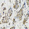 Mitogen-Activated Protein Kinase 9 antibody, LS-C335141, Lifespan Biosciences, Immunohistochemistry frozen image 