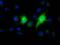 ELF-1 antibody, MA5-25184, Invitrogen Antibodies, Immunocytochemistry image 