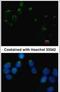 Embigin antibody, PA5-31921, Invitrogen Antibodies, Immunofluorescence image 