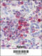 Pim-3 Proto-Oncogene, Serine/Threonine Kinase antibody, 62-703, ProSci, Immunofluorescence image 