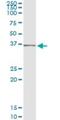 SEC13 Homolog, Nuclear Pore And COPII Coat Complex Component antibody, H00006396-M02, Novus Biologicals, Immunoprecipitation image 