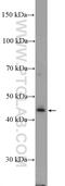 SH3 And Cysteine Rich Domain 2 antibody, 24274-1-AP, Proteintech Group, Western Blot image 