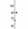 Toll Like Receptor 3 antibody, F44372-0.4ML, NSJ Bioreagents, Western Blot image 